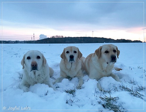 Die Joyful Lab's Girls