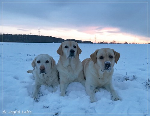 Die Joyful Lab's Girls