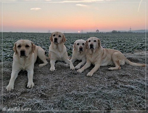 Die Joyful Lab's Girls