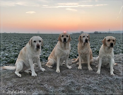 Die Joyful Lab's Girls