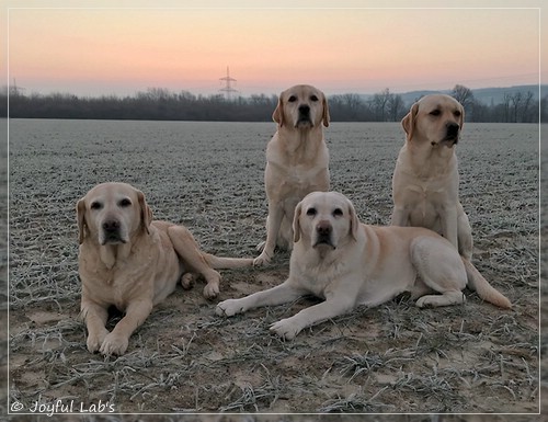 Die Joyful Lab's Girls