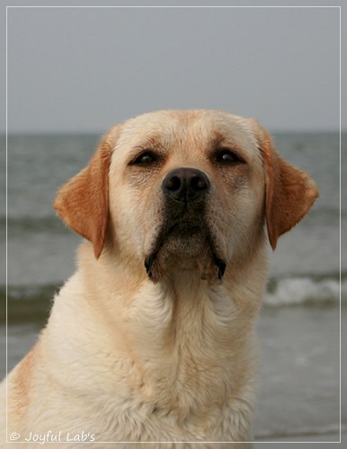 Joyful Lab's Classic Girl - Carla Joyful Lab's Classic Girl - Carla