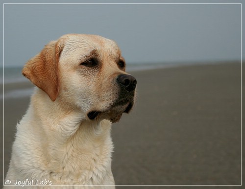 Carla - Joyful Lab's Classic Girl