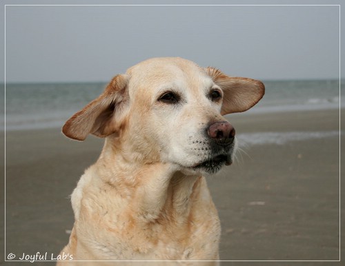 Frieda - Joyful Lab's Always Happy Girl