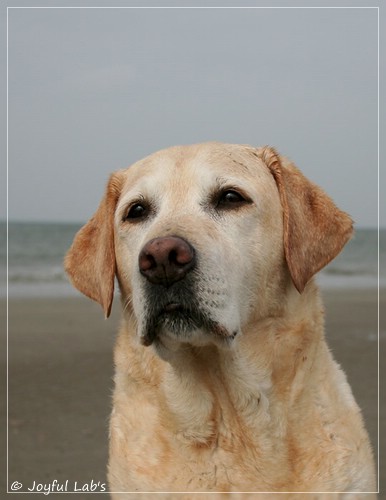 Frieda - Joyful Lab's Always Happy Girl