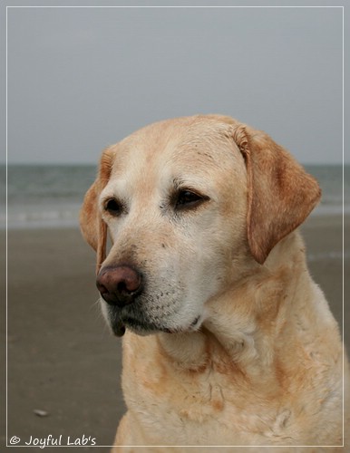 Frieda - Joyful Lab's Always Happy Girl