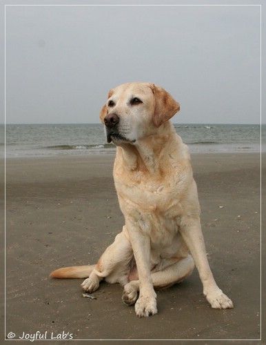 Frieda - Joyful Lab's Always Happy Girl