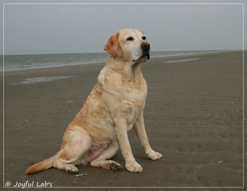 Frieda - Joyful Lab's Always Happy Girl