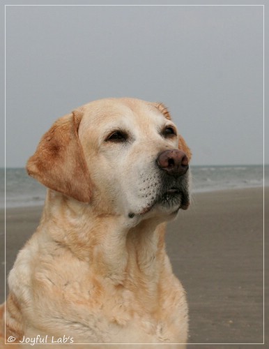 Frieda - Joyful Lab's Always Happy Girl