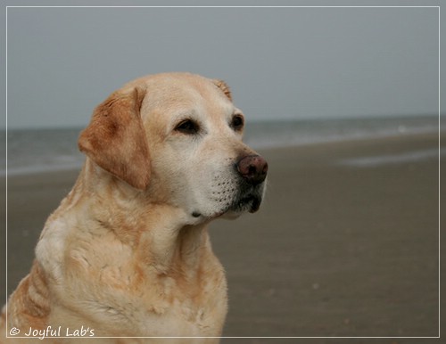 Frieda - Joyful Lab's Always Happy Girl