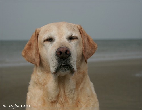 Frieda - Joyful Lab's Always Happy Girl