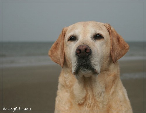 Frieda - Joyful Lab's Always Happy Girl