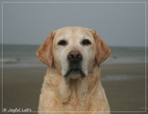 Frieda - Joyful Lab's Always Happy Girl