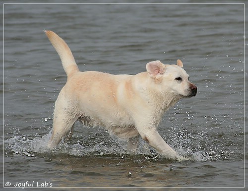 Greta - Joyful Labs Be Happy Girl