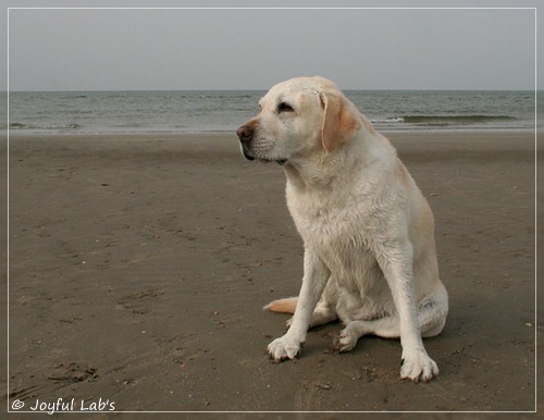 Greta - Joyful Lab´s Be Happy Girl