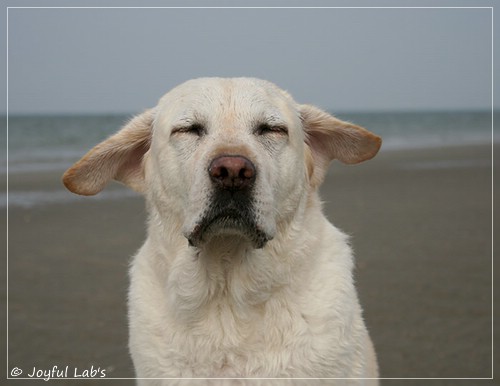 Greta - Joyful Lab´s Be Happy Girl