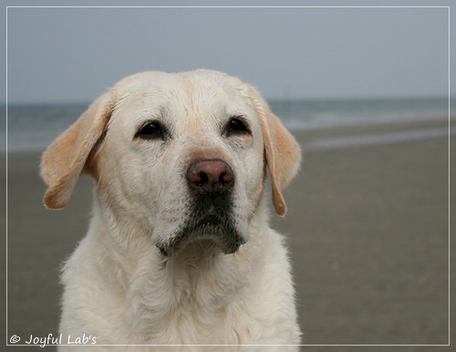 Greta - Joyful Lab´s Be Happy Girl