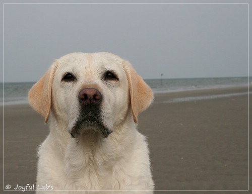 Greta - Joyful Lab´s Be Happy Girl