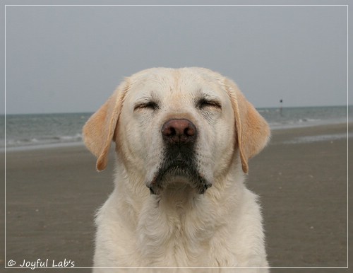 Greta - Joyful Lab´s Be Happy Girl