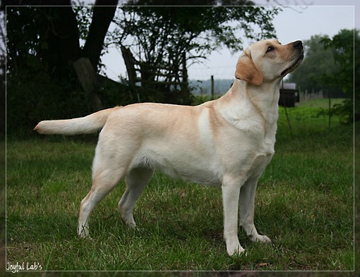 Hanna - Rosefair Joyful Girl