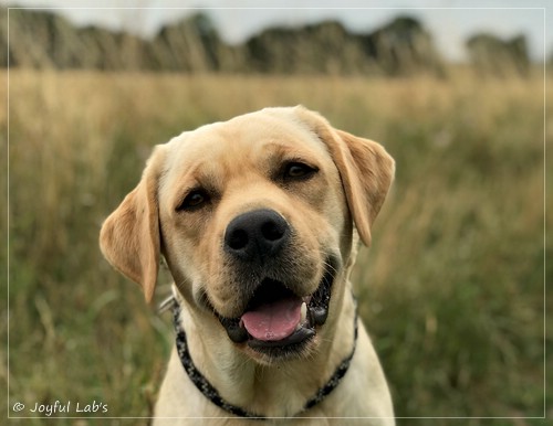 Joyful Lab's Flower Power Girl - Erna