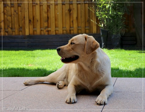 Joyful Lab's Eye-Catching Girl - Tilda -