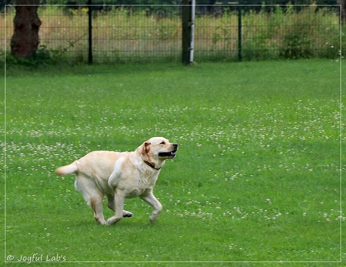 Joyful Lab's Eye-Catching Girl - Tilda -