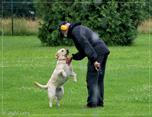 Joyful Lab's Eye-Catching Girl - Tilda -