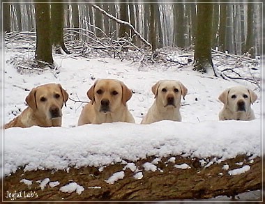 Die Joyful Lab's Girls