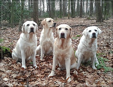 Die Joyful Lab's Girls