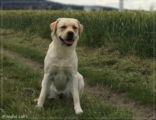 Joyful Lab's Classic Girl - Carla