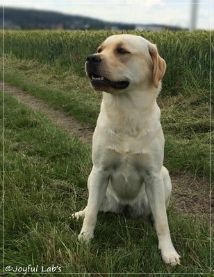 Joyful Lab's Classic Girl - Carla