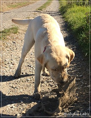 Joyful Lab's Classic Girl "Carla"