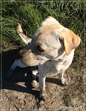 Joyful Lab's Classic Girl "Carla"