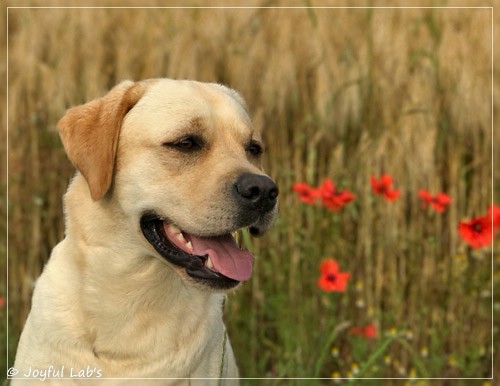 Carla - Joyful Lab's Classic Girl