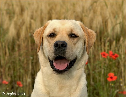 Joyful Lab's Classic Girl - Carla