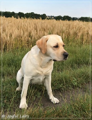 Joyful Lab's Classic Girl - Carla