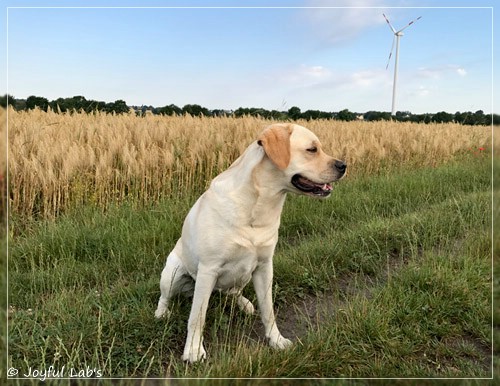 Joyful Lab's Classic Girl - Carla