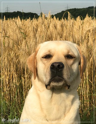 Joyful Lab's Classic Girl - Carla