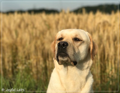 Joyful Lab's Classic Girl - Carla