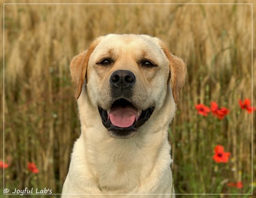 Joyful Lab's Classic Girl - Carla