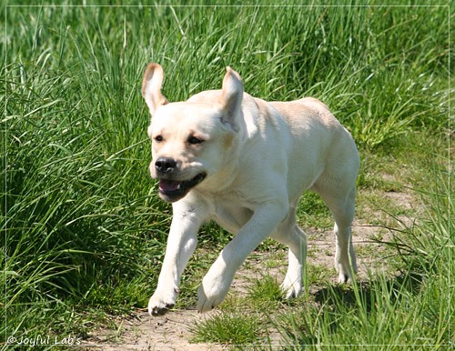 Joyful Lab's Classic Girl - Carla