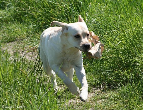 Joyful Lab's Classic Girl - Carla