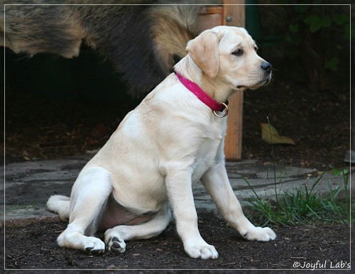 Joyful Lab's Classic Girl "Carla"