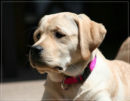 Joyful Lab's Classic Girl "Carla"