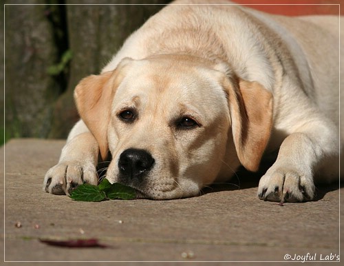 Carla - Joyful Lab's Classic Girl