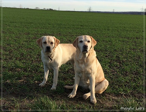 Joyful Lab's Girls