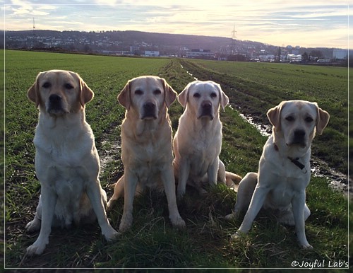 Joyful Lab's Girls