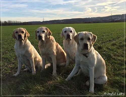 Joyful Lab's Girls