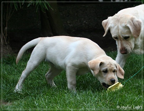 Joyful Lab's Classic Girl "Carla"